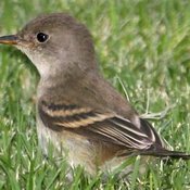 Willow Flycatcher